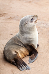 Baby seal at the beach