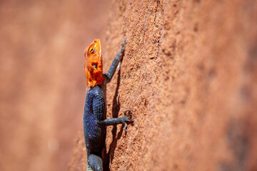 Namib rock agama on orange rock