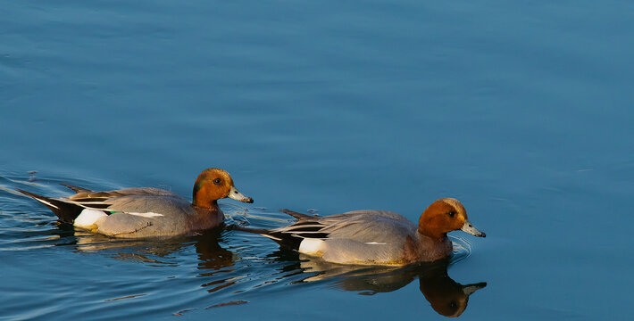 Couple de sarcelles d'&eacute;t&eacute;