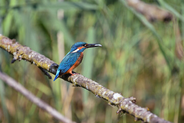 Eisvogel mit Fisch