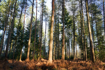 Fototapeta na wymiar Tall pine tree forest with sunshine