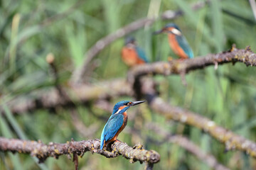 Drei Eisvögel auf einem Ast