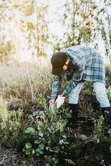 Unrecognizable farmer man weeding in the middle of his plantation. Agricultural sustainability concept.