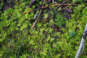 Close up of mossy forest floor