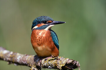 Fototapeta premium Eisvogel auf einem Ast