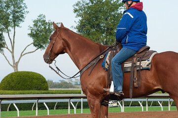 Pony Horse at Horse Race Track