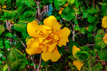 yellow flower in the garden