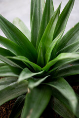 Obraz premium leaves on background, low light photography