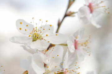 Closeup of spring blossom macro shot