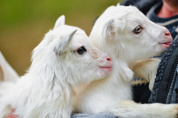 Portrait of two white little goatlings