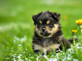 Portrait of a cute puppy in black color sitting in green grass