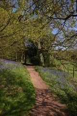 Fototapeta premium a path leading down a forest filled with bluebells