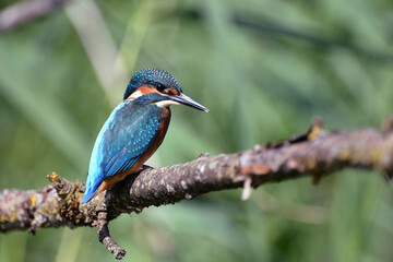 Eisvogel auf einem Ast