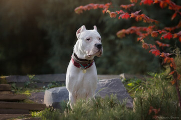 Dogo Argentino