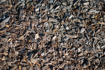 light colored bark texture 