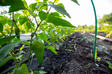 Sweet green pepper growing in the vegetable garden. Ripe bell pepper in the garden. Ripening bell peppers on a garden bed close-up. Cultivation of vegetables.