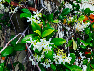 Chinese star jasmine flowers Trachelospermum jasminoides in bloom