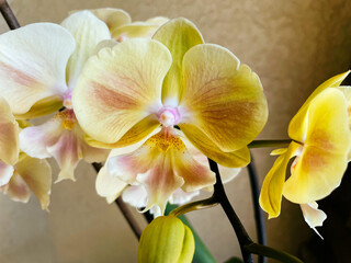 Obraz na płótnie Canvas beautiful orchid flower and bud