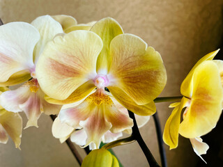 Fototapeta na wymiar beautiful orchid flower and bud