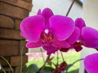 beautiful orchid flower and bud