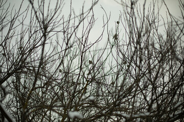 Branches of bushes. Trees without leaves. Bushes in park.