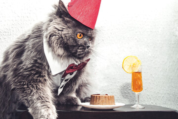 A funny British cat in a red cap on his head, a white shirt with a red bow tie sits at a table with...