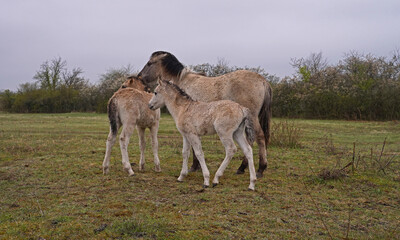 Konik wild horses in March in Saxony Anhalt © BabettsBildergalerie