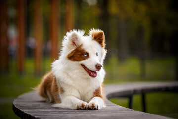 Red white laika dog outdoors.