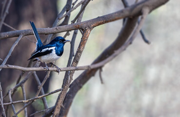 A oriental Magpie with tails up