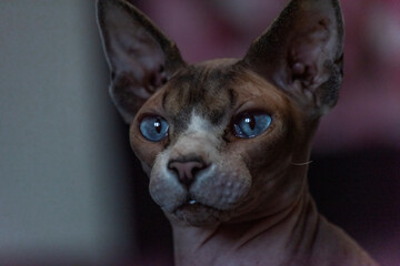 Naked beautiful cat indoor in dark room