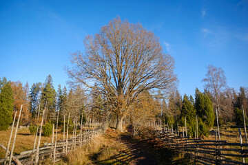 Typical Swedish wooden fence in Rumskulla