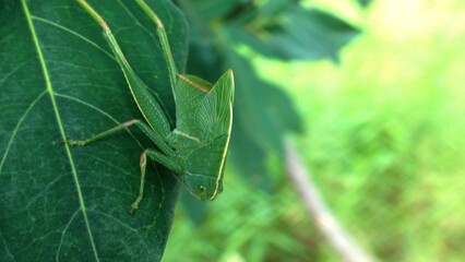 inseto esperança - tettigoniidae 