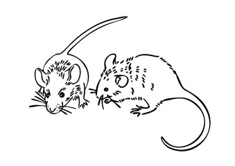 Two gray mice on a white background. Pets. Mouse animals. . Outline drawings