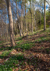 Buchwindröschen Blüte im Frühjahr im Laubwald bei Sonne