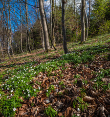 Buchwindröschen Blüte im Frühjahr im Laubwald bei Sonne