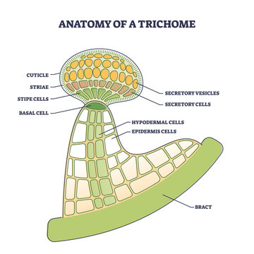 Anatomy of trichome with biological model structure closeup outline diagram. Labeled educational scheme with microscopic side view of cuticle, striae, stipe, basal cells and bract vector illustration.