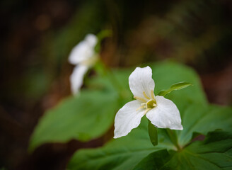 Great white trillium flower in the city park
