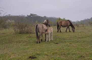 Konik wild horses in March in Saxony Anhalt