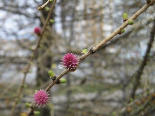 Larch tree bud on a branch