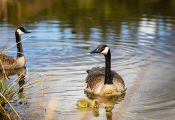 Canadian Goose. Portrait of a canadian goose branta goose on a lake with goslings