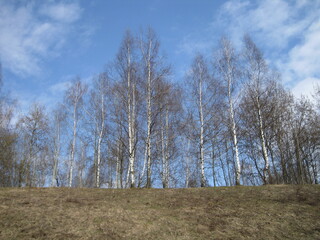 Group of birches on a hill in spring
