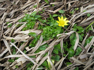 Yellow flower growing throught the dry grass