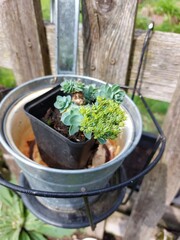 Rhodiola rosea roseroot in garden