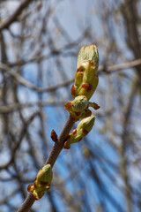 Spring. Chestnut buds are blooming in the town square.