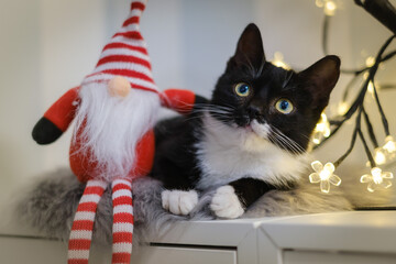 cute black and white kitten with tomte and christmas tree