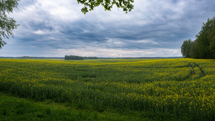 Pola rzepaku  © MagicEarthPlanet