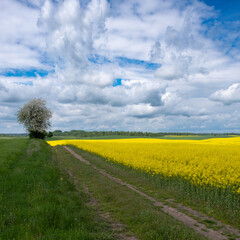 pole rzepaku, kwitnący rzepak