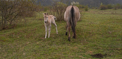 Konik wild horses in March in Saxony Anhalt © BabettsBildergalerie