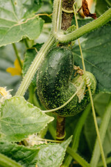 Ripening cucumbers in the garden. Prickly cucumber on a branch with sunlight. Cucumbers grow in the garden