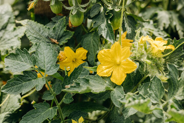 Yellow flowers on tomato bushes. Flowering tomatoes in the garden